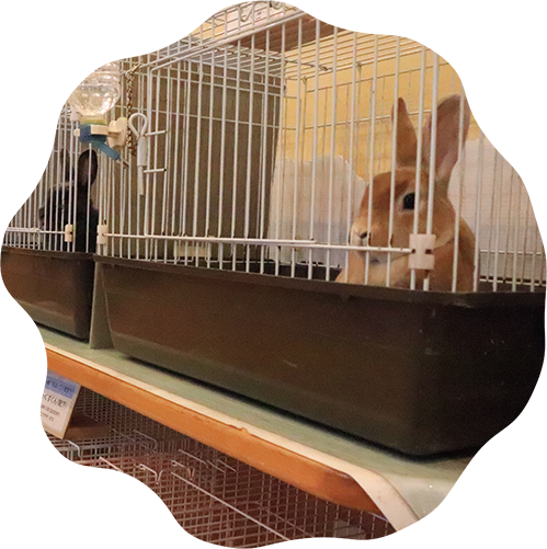 SOoあぐりーず愛し野うさぎカフェ