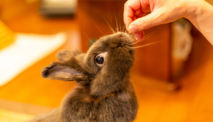 店内のうさぎちゃんへのおやつ