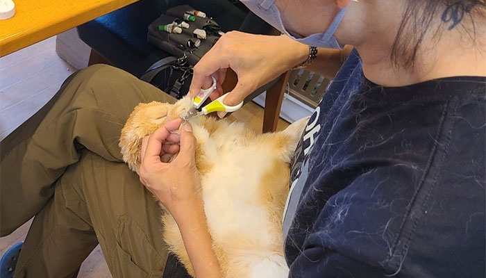 おうちうさぎちゃんの爪切り