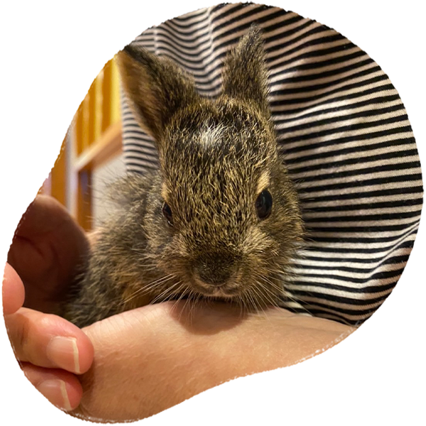 鹿児島県曽於市のうさぎカフェ